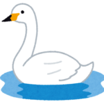 水面に浮かぶ白鳥